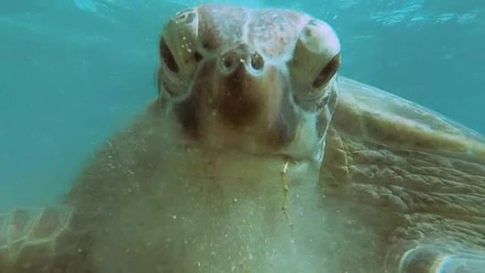 这家伙和一只海龟自拍。红海。玛莎·阿拉姆。