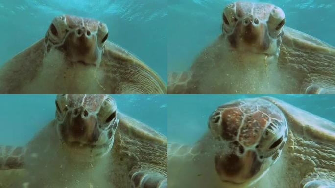 这家伙和一只海龟自拍。红海。玛莎·阿拉姆。