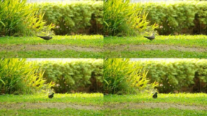 草地上的斑点鸽子