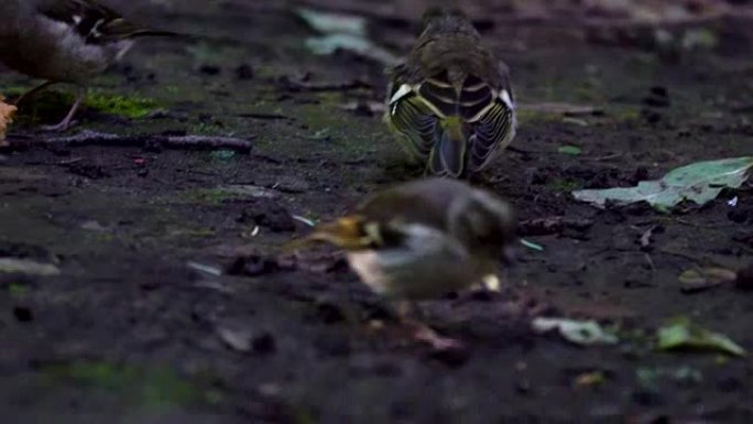 鸟雀 (chaffinch) 的雏鸟已经长大，现在他在地上行走并试图获取食物。但是雌鸟燕雀仍然喂养它