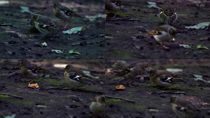 鸟雀 (chaffinch) 的雏鸟已经长大，现在他在地上行走并试图获取食物。但是雌鸟燕雀仍然喂养它