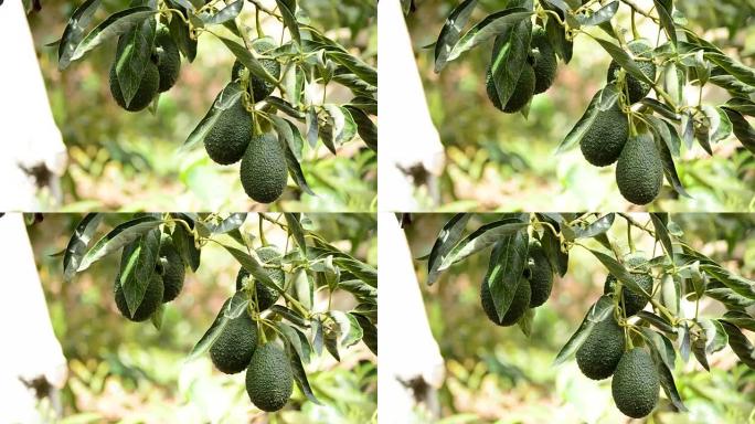 哈斯鳄梨果实挂在种植园的树上