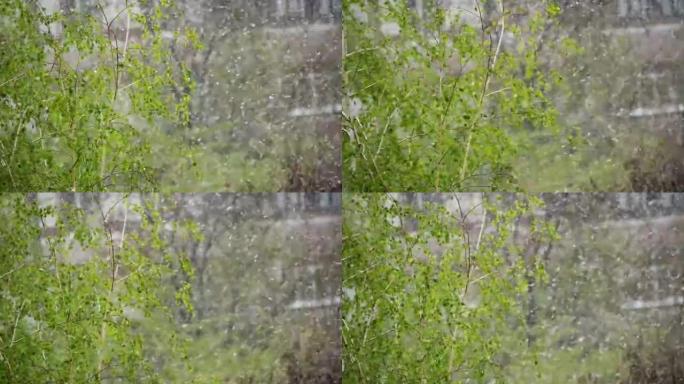 异常天气。春天，雪在绿色的树木上，在4月的树叶上。慢动作