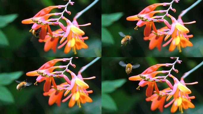 大黄蜂橙红色花