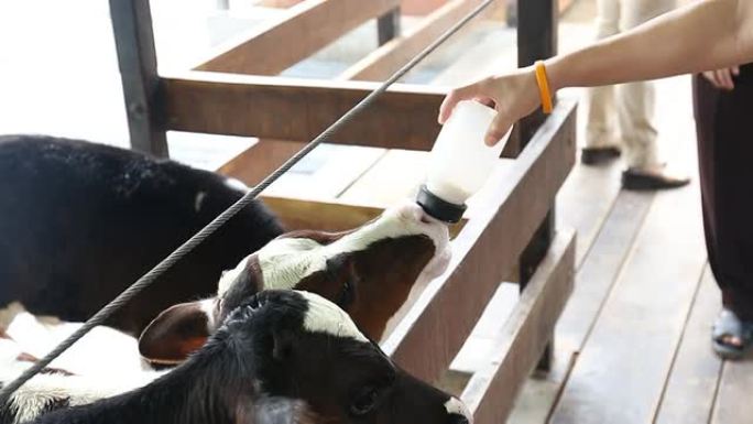 小牛正在喝瓶子里的牛奶