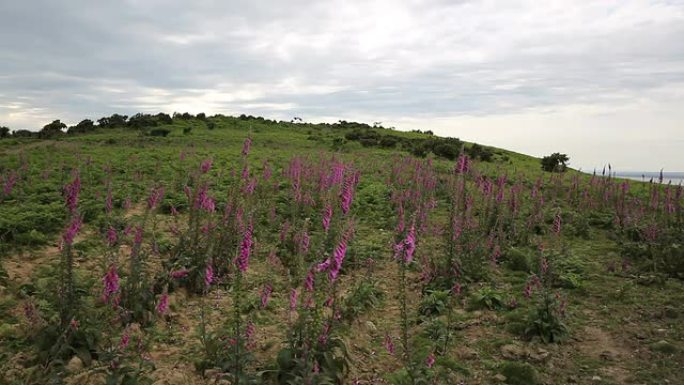 野生粉色毛地黄花英国南威尔士高尔半岛