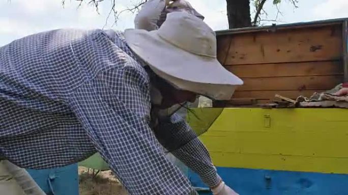 两名养蜂人用框架生产蜂蜜。