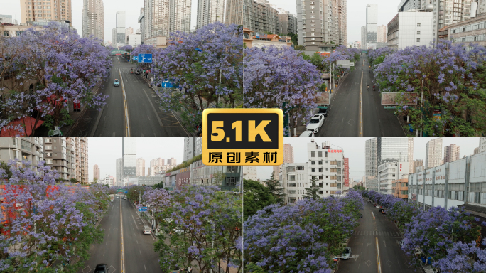 5K-昆明联盟路上蓝花楹盛开，街道航拍