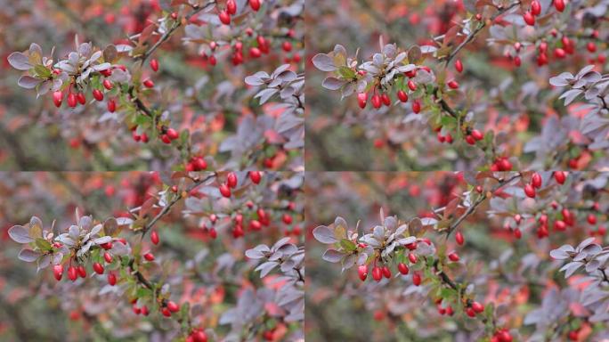 秋天。秋天的场景。红色的小水果。美丽的自然场景树木和树叶。自然背景。选择性聚焦。4k视频