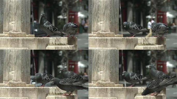 城市喷泉中的鸽子