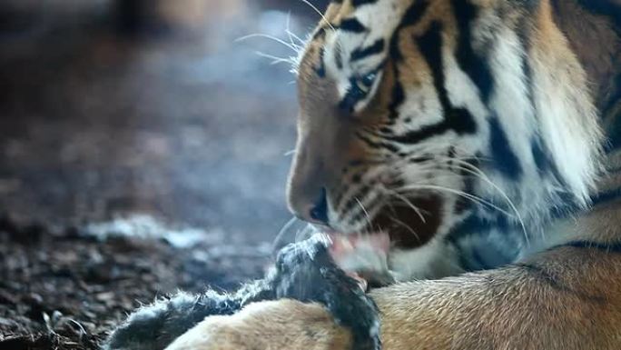 西伯利亚虎吃午饭