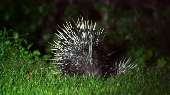 马来亚豪猪或喜马拉雅豪猪 (Hystrix brachyura)