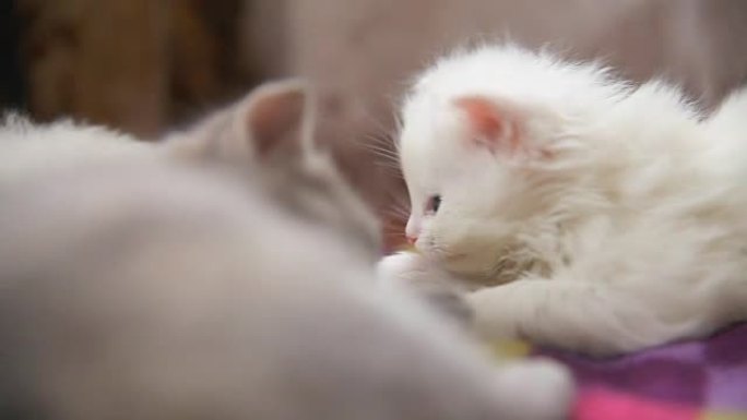 白色两只小猫玩耍睡觉互咬房间