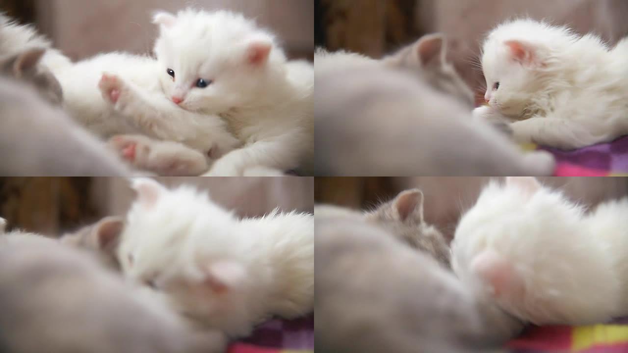 白色两只小猫玩耍睡觉互咬房间