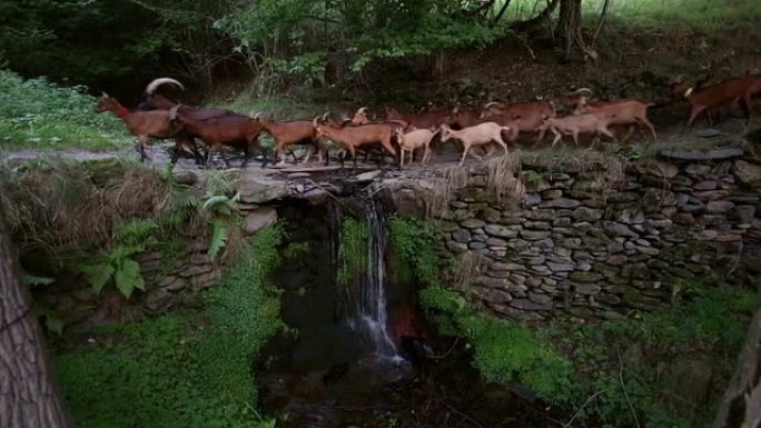 一群山羊在小瀑布下过河的原理2