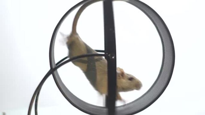 一只滑稽的白老鼠在运行轮中奔跑，慢动作