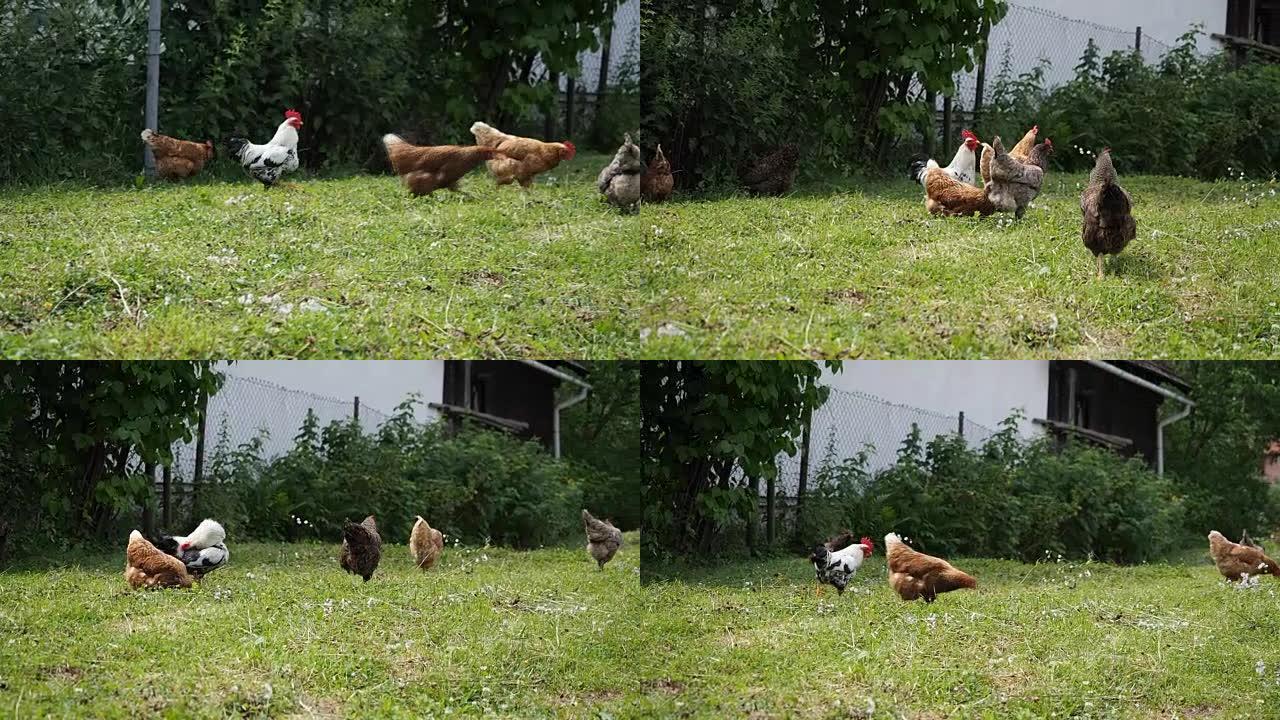 自由放养的公鸡和在花园里放牧的鸡