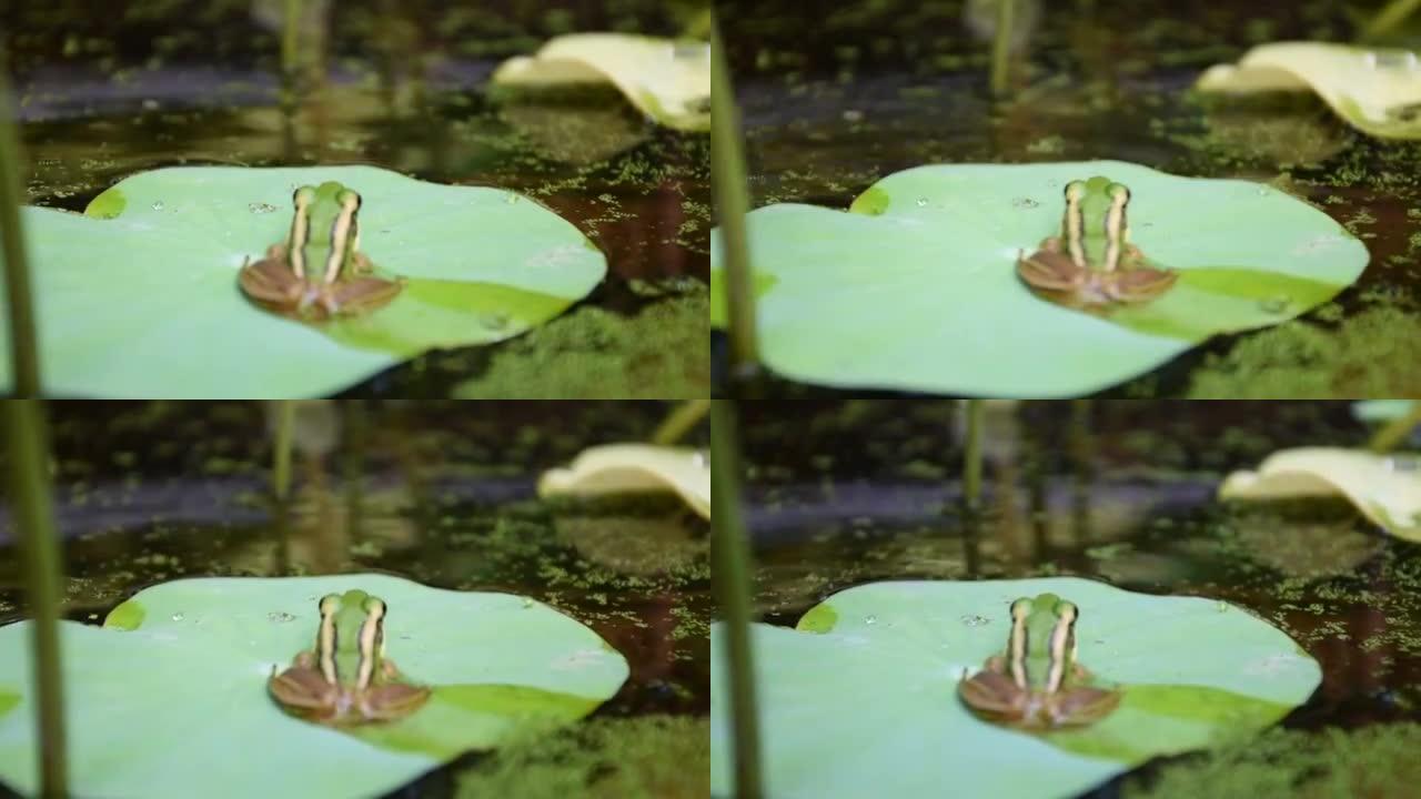 荷叶上的青蛙 (绿青蛙)