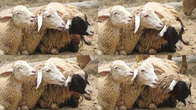 许多山羊的特写脸正在嘴里嘎吱嘎吱地吃些零食。