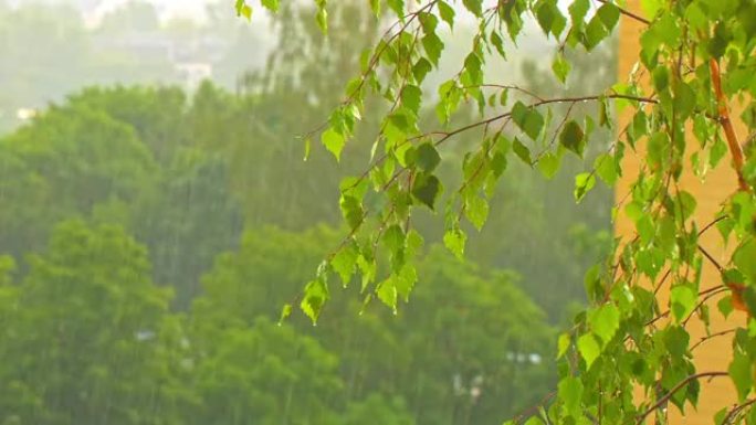 雨滴落在绿色的桦树叶子上