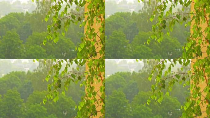 雨滴落在绿色的桦树叶子上