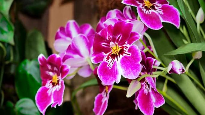 兰花特写在一个非常美丽的模糊背景。