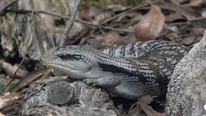 东部蓝舌蜥蜴 (Tiliqua scintcoides scintcoides) 石龙子