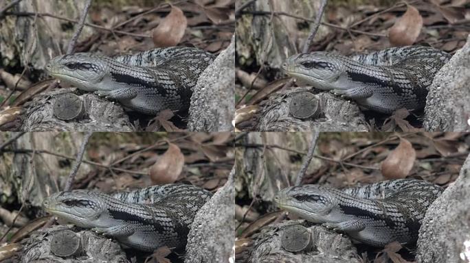 东部蓝舌蜥蜴 (Tiliqua scintcoides scintcoides) 石龙子