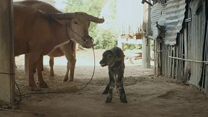 刚出生的水牛第一次在农场站起来