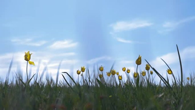 背景天空上阳光明媚的草地上的野生郁金香。草原在春天复活。