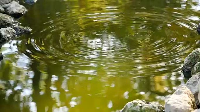 池塘漂浮着年轻的锦鲤鱼跳出水和石头