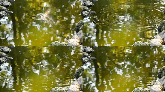池塘漂浮着年轻的锦鲤鱼跳出水和石头