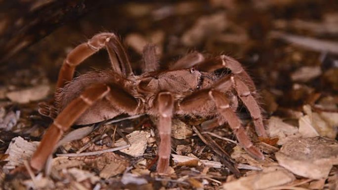 Pelinobius muticus国王狒狒狼蛛