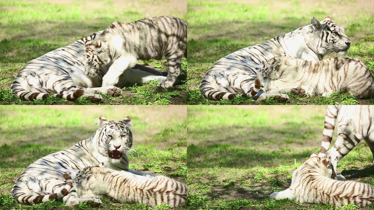 母老虎和她的幼崽