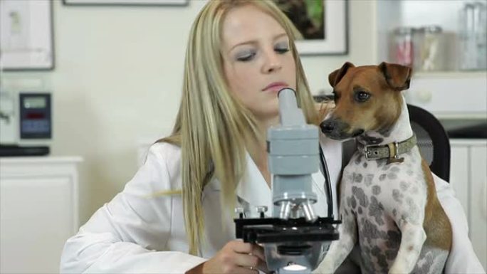 兽医使用显微镜和看狗