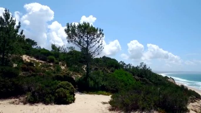 穿过海岸海洋附近的树木繁茂的山丘