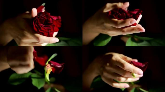 女人撕下玫瑰的花瓣。愤怒的烦恼摧毁了花童