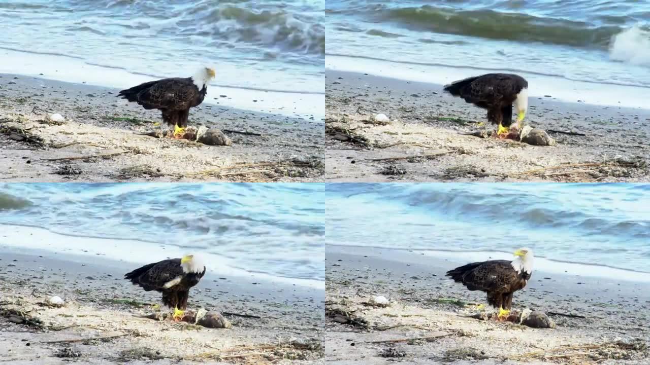 海滩上吃早餐的美国秃鹰