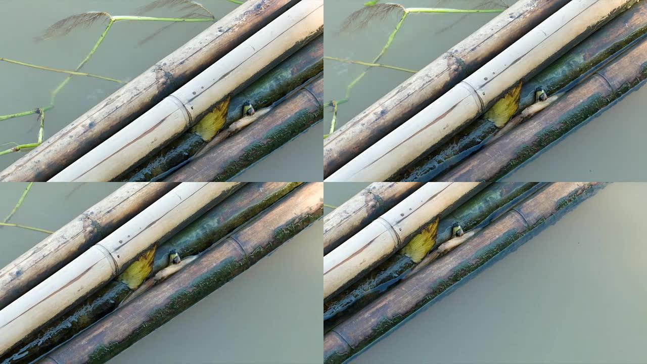 竹木树干绑在一起漂浮在水面上，作为屏障，防止垃圾和水葫芦进入河岸。干净的棕色水编织，可以看到周围的小