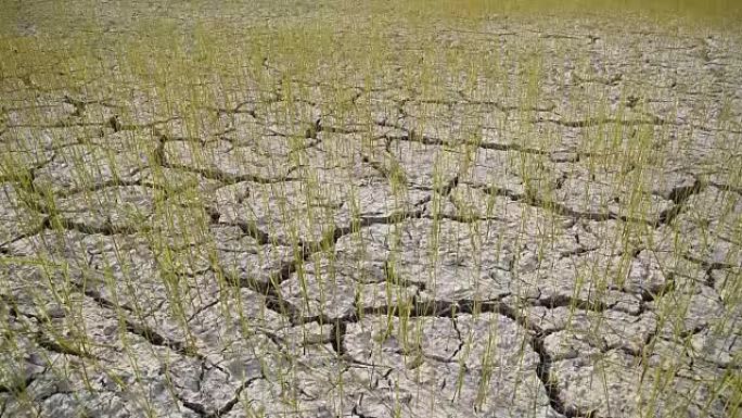 由于干旱而种植在干燥和开裂的土壤上的水稻。