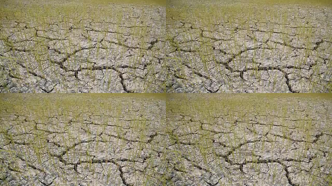 由于干旱而种植在干燥和开裂的土壤上的水稻。