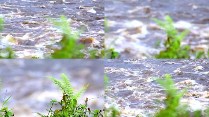 非洲的河流。通过植物叶子上的河流的强大流动来转移相机的焦点