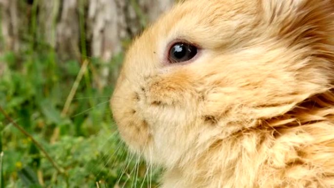 毛茸茸的兔子嗅，特写