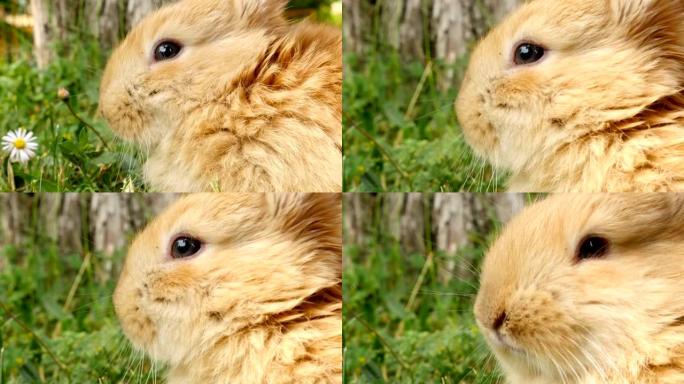 毛茸茸的兔子嗅，特写