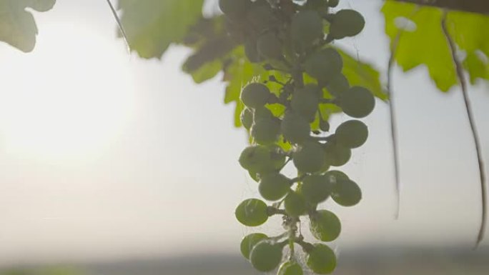 悬挂在葡萄藤上的酿酒葡萄