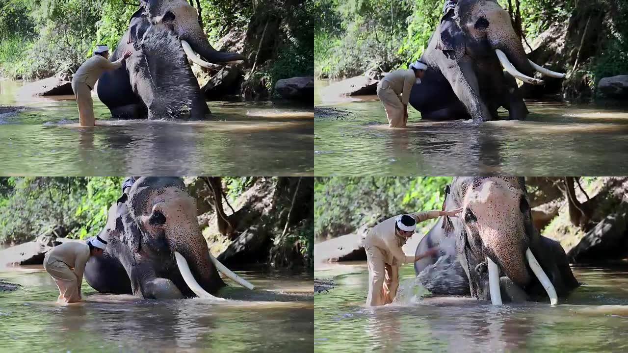 泰国清迈克里克的亚洲马胡特大象。