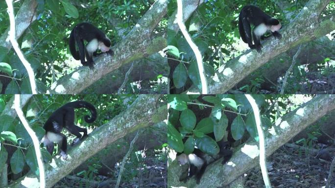 卷尾猴在树上行走