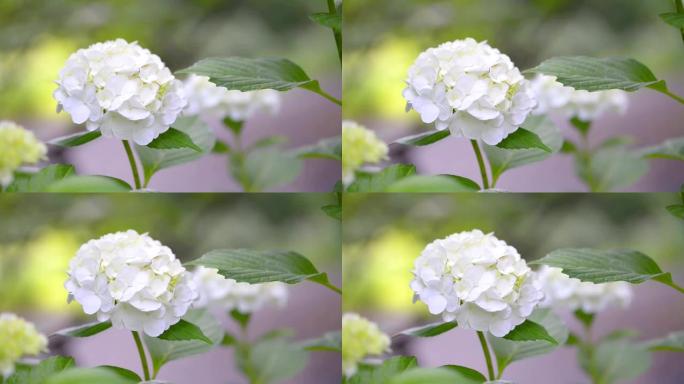 日本东京昭和纪念公园的绣球花