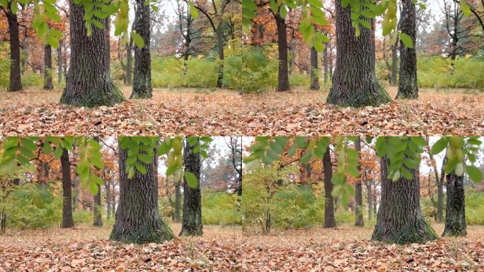 秋天的橡树林。树叶掉到地上。