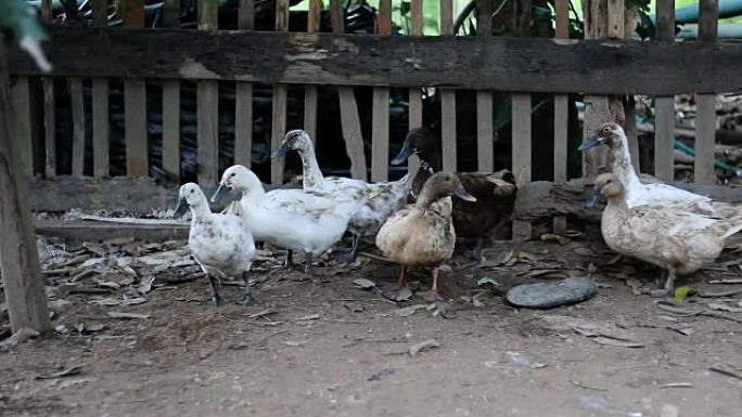 nuture乡村的Kakhi和白鸭